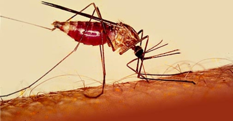 "Δεν χρειάζεται πανικός για την ελονοσία"