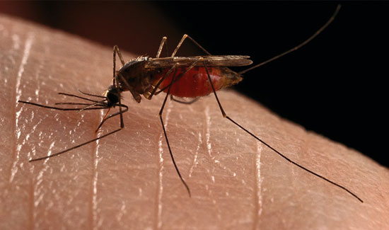 Ενέργειες της ΔΕΥΑΛ για πρόγραμμα καταπολέμησης των κουνουπιών 