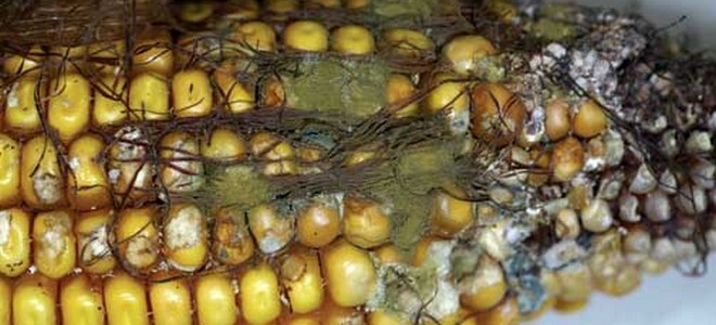 Πρόγραμμα για τις καλλιέργειες καλαμποκιού από την Περιφέρεια Θεσσαλίας