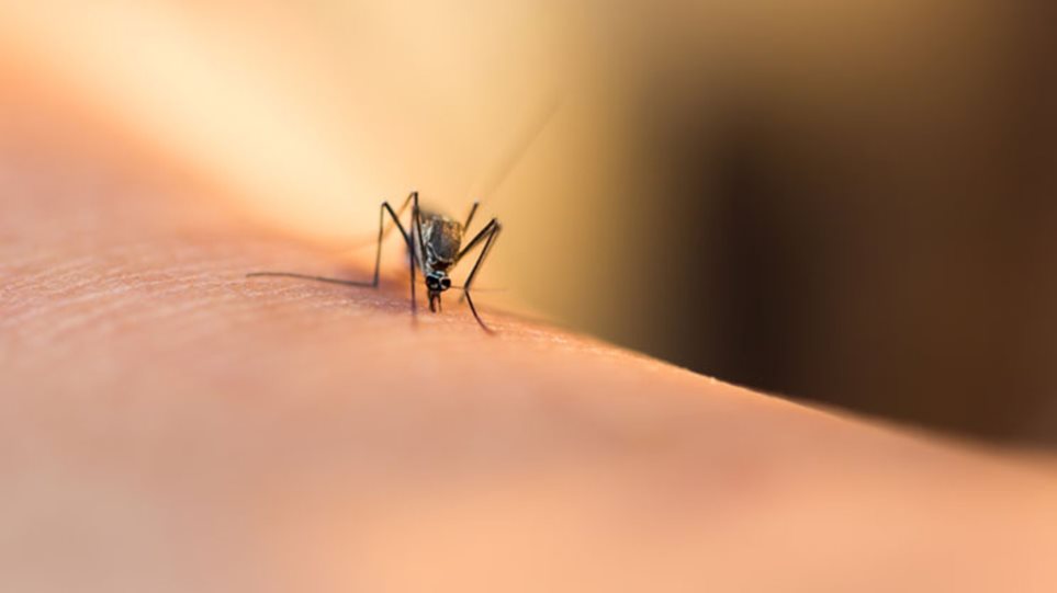 Κουνούπια με τον ιό του Δυτικού Νείλου και στη Λάρισα