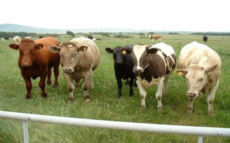 Ενημέρωση για την οζώδη δερματίτιδα των βοοειδών