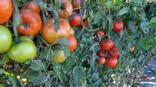 Τέμπη: Μεγάλες καταστροφές από το χαλάζι υπέστησαν οι παραγωγοί ντομάτας