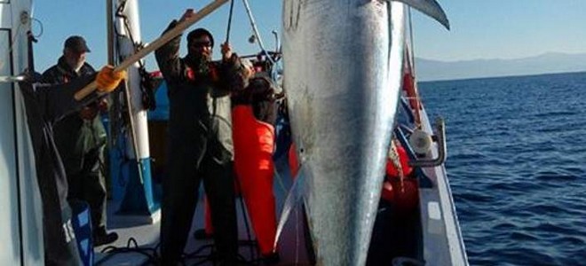 Σκόπελος: Ψαράδες έβγαλαν τεράστιο τόνο 185 κιλών!
