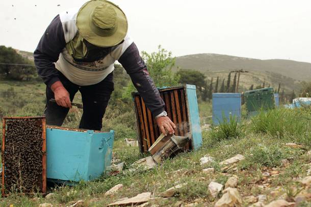 Δικαιούχοι της δράσης «Οικονομική Στήριξη της νομαδικής μελισσοκομίας»