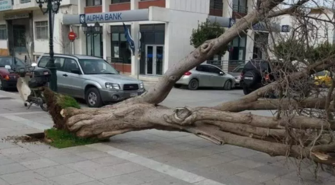 Φάρσαλα: Ο αέρας ξερίζωσε δέντρο στην πλατεία δημαρχείου