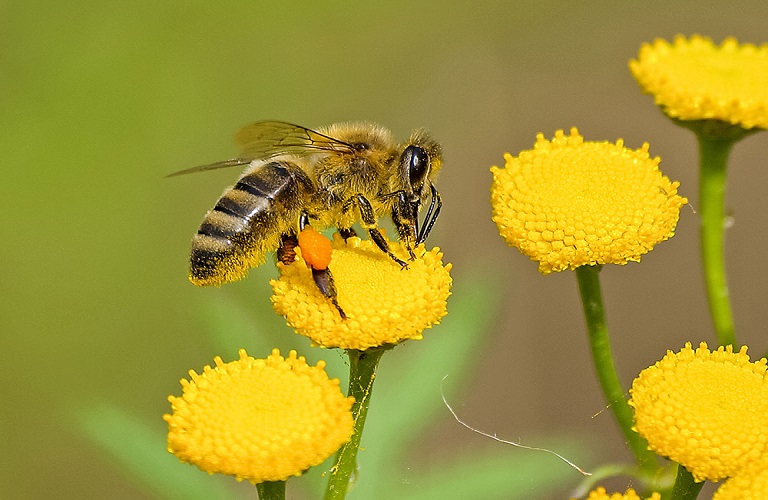 Προστασία των μελισσών από χημικούς ψεκασμούς
