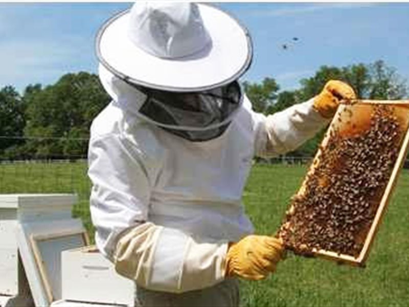 Κέντρο Μελισσοκομίας Θεσσαλίας: Οδηγίες συμμετοχής σε δράσεις 