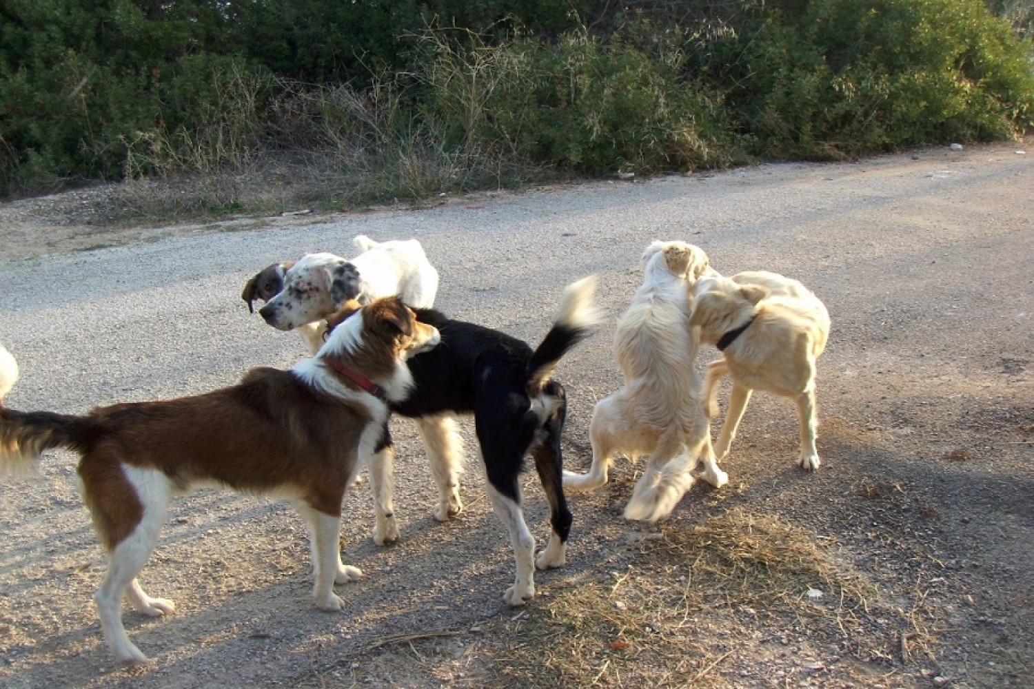 Eπικίνδυνα αδέσποτα σκυλιά στη Σωτηρίτσα 