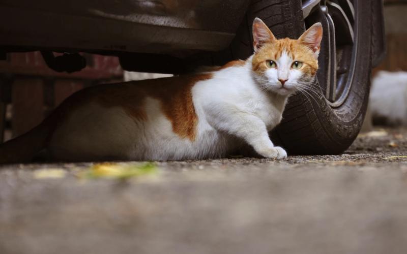 Κτηνωδία στη Λάρισα – Έριξαν φόλες σε γάτες και περιστέρια
