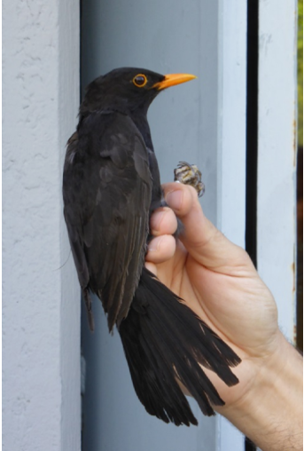 Δακτυλιώσεις πουλιών στο Εθνικό Δρυμό Ολύμπου