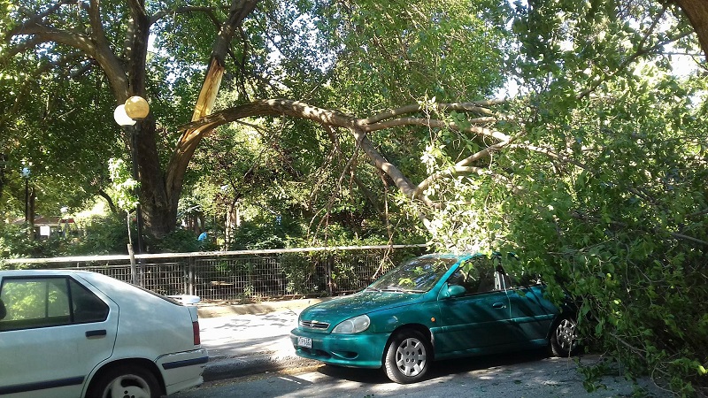 Δέντρο στο πάρκο του Αγίου Αντωνίου καταπλάκωσε τρία σταθμευμένα αυτοκίνητα