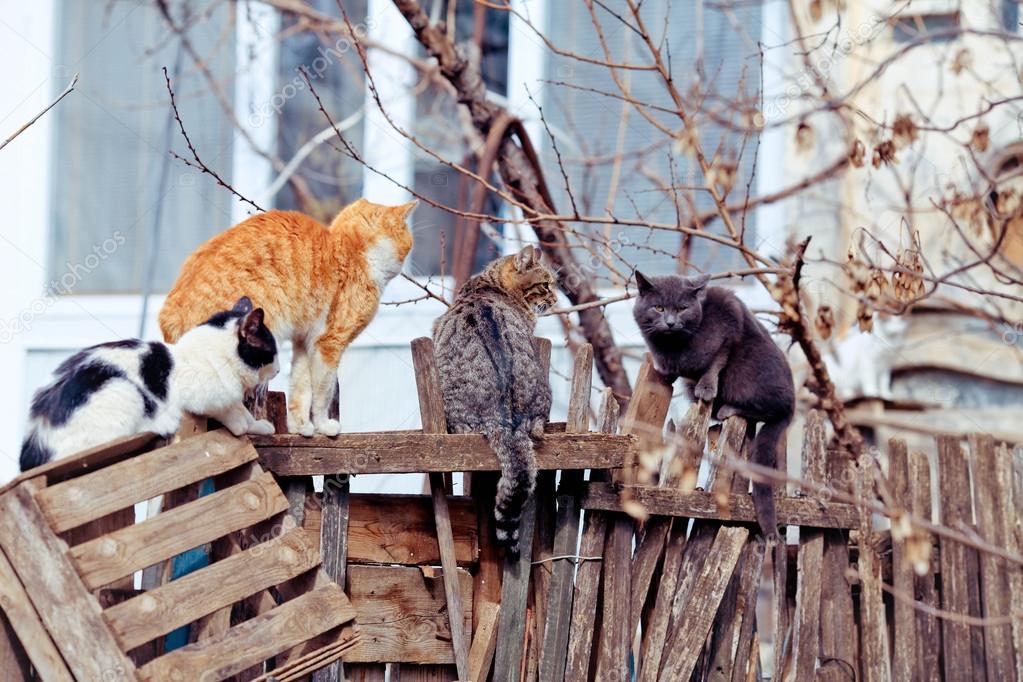 Αφαίρεσαν 15 γάτες από Λαρισαία με παρέμβαση εισαγγελέα – Ζούσαν σε άθλιες συνθήκες