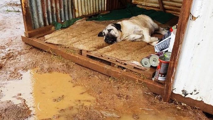 Σκυλιά πεθαίνουν αβοήθητα στο Συκούριο 