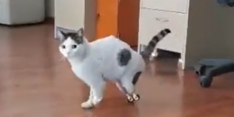 Λαρισαία έσωσε γάτο βάζοντας τεχνητά πόδια (Βίντεο)