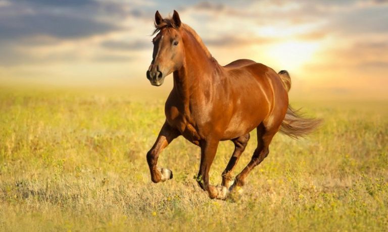 Κρούσμα ιού του Δυτικού Νείλου σε άλογο στη Λάρισα – Σε επιφυλακή οι Αρχές 