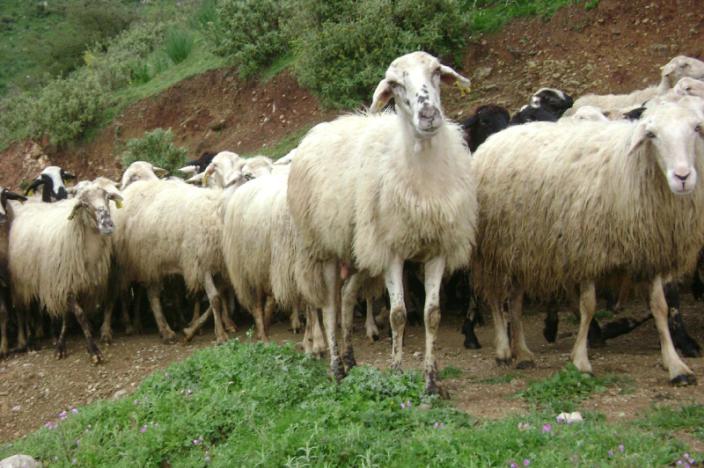 Νηστικά τα ζωντανά λόγω… ρευστότητας