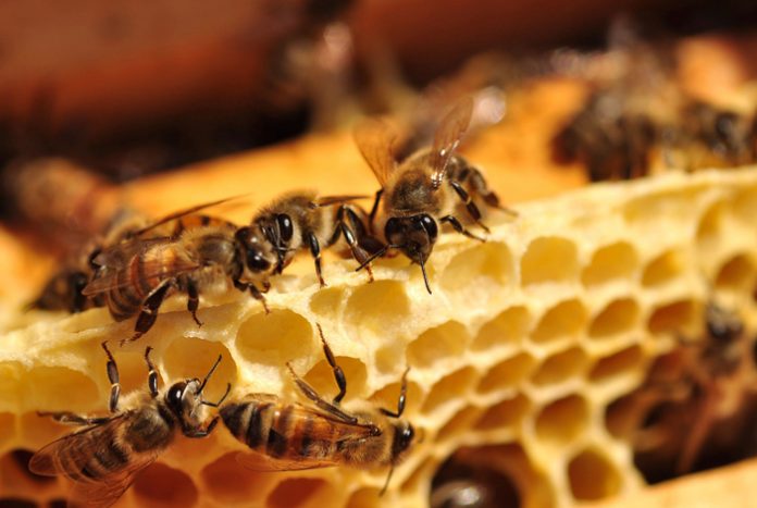 Ομιλία και συνέλευση μελισσοκόμων στη Λάρισα