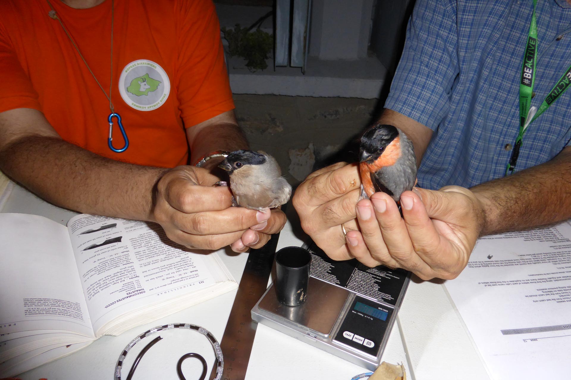 Καλοκαιρινές δακτυλιώσεις πουλιών στον Όλυμπο