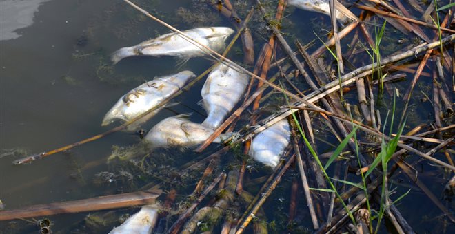 Ανιχνεύθηκε φυτοπλαγκτόν στην Κάρλα - Συνδέεται με μαζικούς θανάτους ψαριών