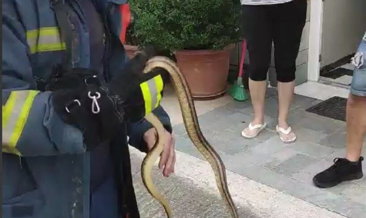 Λάρισα: Πυροσβέστης έπιασε με τα χέρια του φίδι που μπήκε σε αυλή σπιτιού (video)