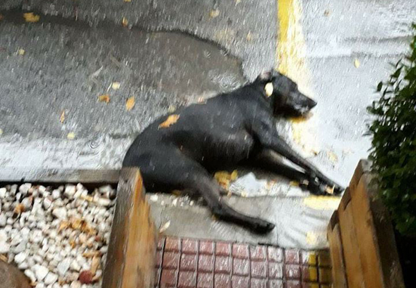 Δέκα αδέσποτα ζώα νεκρά από φόλες στο κέντρο της Λάρισας 