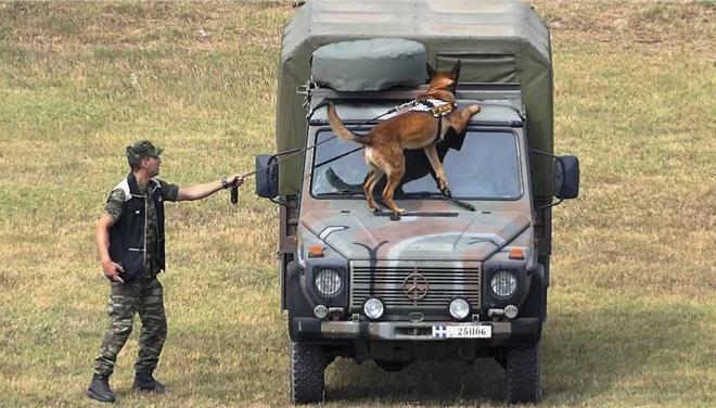 Οι σκύλοι…κομάντος του Ελληνικού Στρατού 