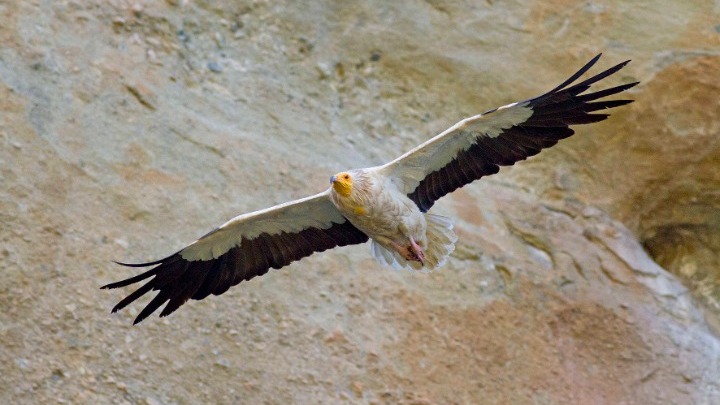 "Aσπροπάρης" - Θεσσαλία: Μελέτη σε 9 χώρες για το πουλί με τα 21 ονόματα  