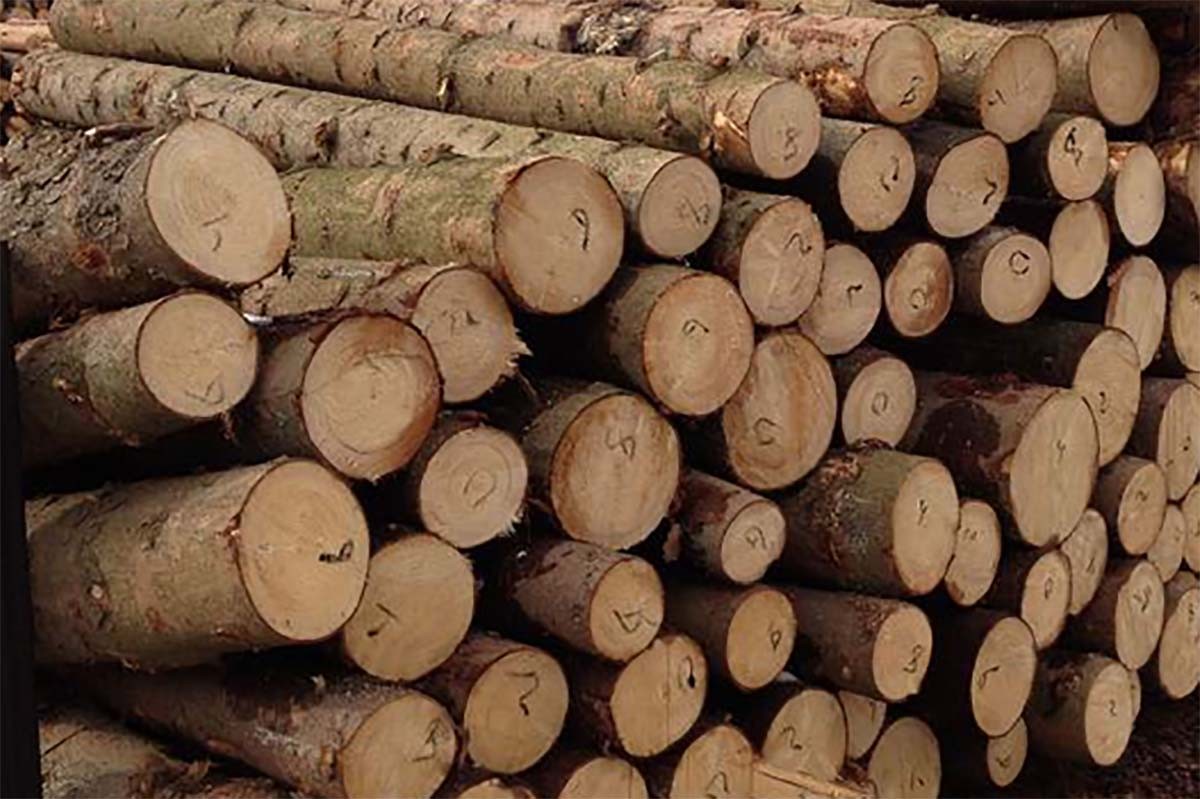 Παράταση εγγραφών στο μητρώο εμπόρων ξυλείας 