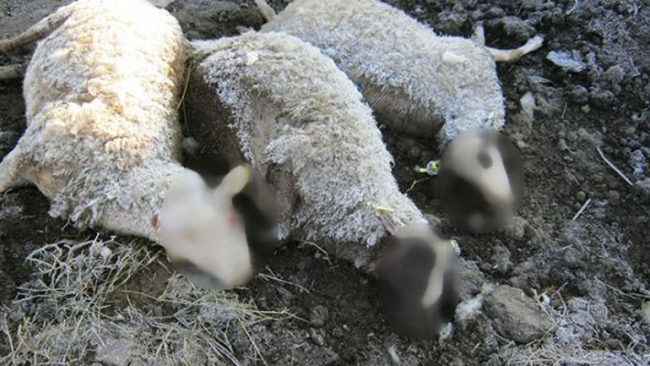 Ασυνείδητος κτηνοτρόφος πέταξε νεκρά πρόβατα στον Ελασσονίτη ποταμό 