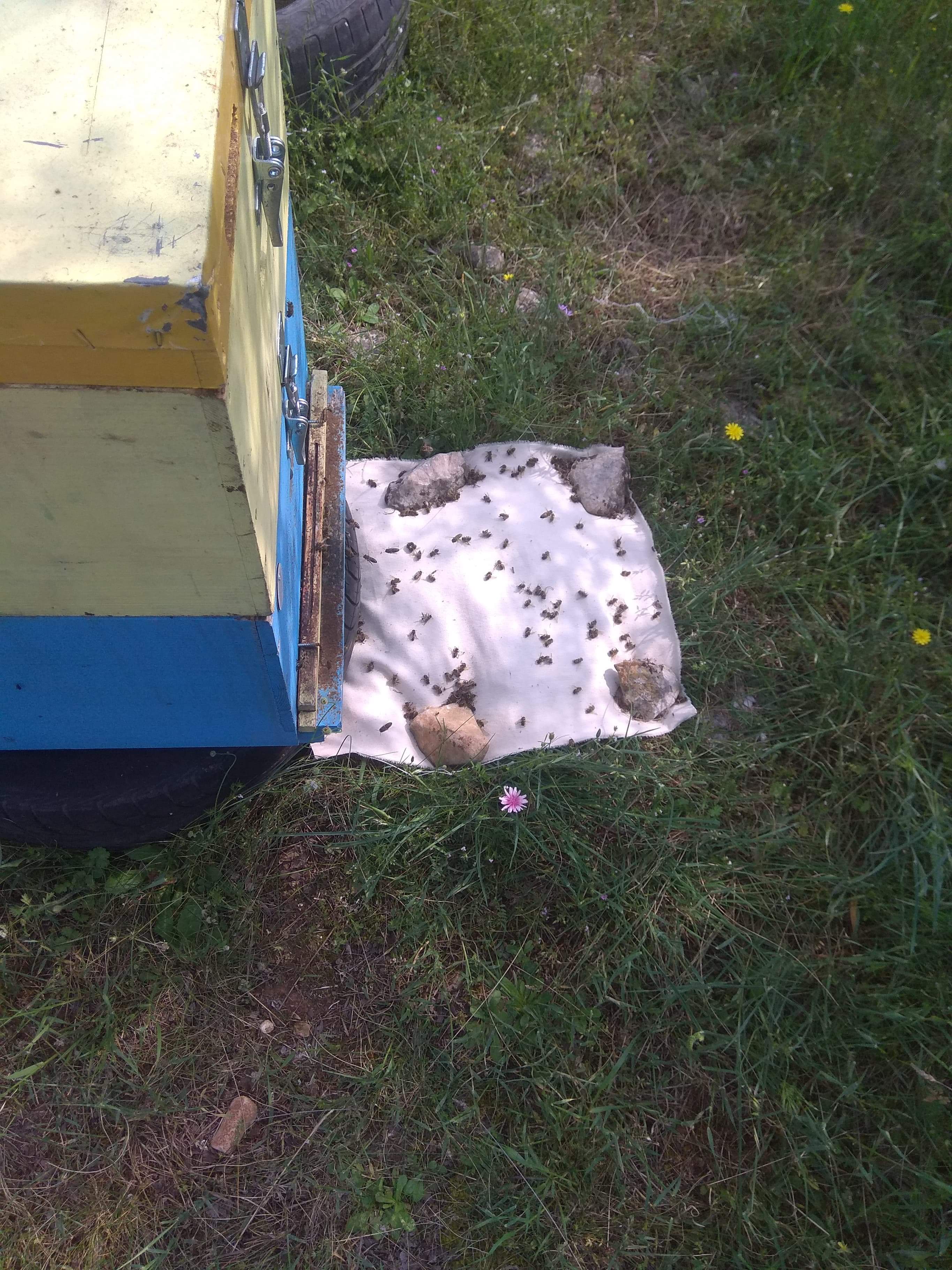 Ελασσόνα: Παράνομοι ψεκασμοί προκάλεσαν ζημιές σε μελισσοκόμους της Ποταμιάς 