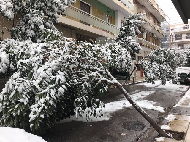 Η "Μήδεια" κατέστρεψε καλλωπιστικά δέντρα σε δρόμους του κέντρου της Λάρισας