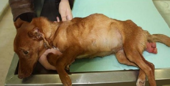 Φρικτή κακοποίηση σκυλίτσας στη Λάρισα (ΕΙΚΟΝΕΣ)