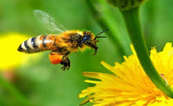 Προστασία των μελισσών από ψεκασμούς