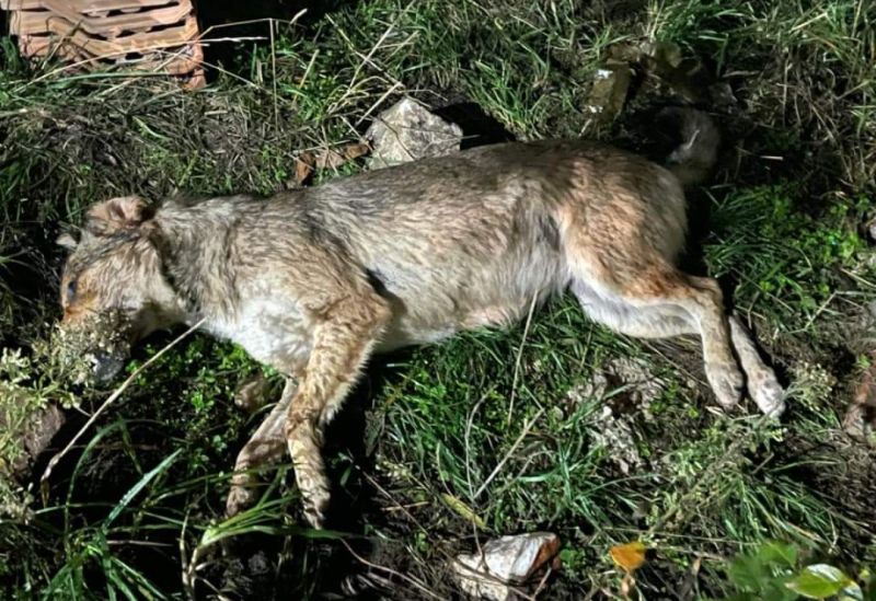 ΛΑ.ΣΥ. Τυρνάβου: Μαζικές δηλητηριάσεις σκύλων στο Δαμάσι 
