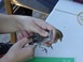 Φθινοπωρινές δακτυλιώσεις πουλιών στον Όλυμπο