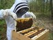 Ενημέρωση μελισσοκόμων για δράσεις στήριξης 