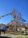 Τύρναβος: Κλάδεμα επικίνδυνων δένδρων στην κοινότητα Δαμασίου 