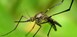 Ψεκασμοί για την καταπολέμηση των κουνουπιών στο Δήμο Ελασσόνας