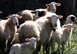 Αιτήματα των Θεσσαλών κτηνοτρόφων προς τον πρόεδρο της ΝΔ