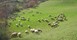 Μέχρι τις 31/12 η ενημέρωση των κτηνοτρόφων για τους βοσκότοπους