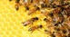 Κέντρο Μελισσοκομίας Λάρισας: Ενημέρωση για την δήλωση διαχείμασης μελισσοσμηνών