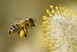 Αιτήσεις για τη στήριξη της νομαδικής μελισσοκομίας 