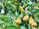Ενίσχυση 1,2 εκατ. ευρώ για τα αχλάδια «Κρυστάλλια»