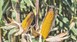 Αποφάσεις Βορίδη για συνέχιση προστασίας καλλιεργειών βαμβακιού και αραβοσίτου 