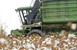Λάρισα - Βαμβακοκαλλιέργεια: Χαμηλά οι προσβολές σε πράσινο και ρόδινο σκουλήκι