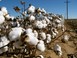 Περιφέρεια Θεσσαλίας: Δελτίο γεωργικών προειδοποιήσεων στη βαμβακοκαλλιέργεια