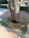 Κοπή δέντρου στην κεντρική πλατεία των Φαρσάλων λόγω επικινδυνότητας  