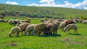 Eυλογιά: Καμία άδεια μετακίνησης προς θερινούς βοσκότοπους σε όλη την Π.Ε. Λάρισας
