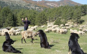 Τα οφέλη της μετακινούμενης κτηνοτροφίας σε σεμινάριο στην Αβερώφειο Γεωργική Σχολή (βίντεο)