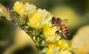 Δ.Τυρνάβου: Προστασία των μελισσών από τους ψεκασμούς και τα φυτοφάρμακα